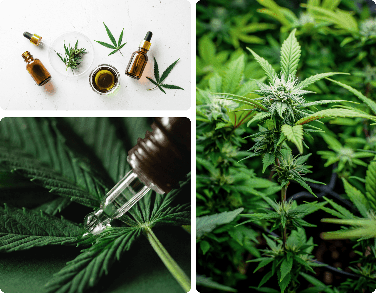 Cannabispflanze, Blätter und Braunglas